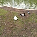 Palace, Lakes and Ducks