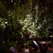 Palmiye Cafe