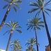 Palms
