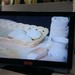 Panino genuino.