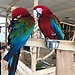 Papugarnia - pooglądaj wielkie, kolorowe ptaki w Gdańsku.