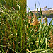 Paraje Natural Cola del Embalse de Arcos