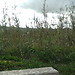 Paraje Natural Cola del Embalse de Arcos
