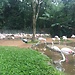 Parque de aves