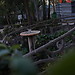 Parque da Macaca