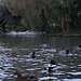 Parque da Macaca