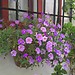 Patios Festival (The courtyards)