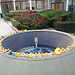 Patos Laureados