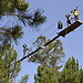 Pêndulo/Bungee Jumping no Gerês