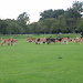 Phoenix Park