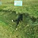 Pierwsze groźne rumuńskie PSY