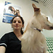Prácticas de Veterinaria en Messina