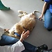 Prácticas de Veterinaria en Messina
