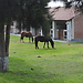 Pontificia Universidad Católica del Perú