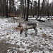 Reindeer