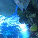 Tropicarium