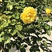 Schönbrunn dans toute sa splendeur