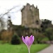 Scoprendo il Castello di Blarney e i suoi giardini - 1 parte