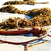 Sea Creatures