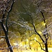 Snowed trees