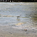 Spiaggia di Sirmione
