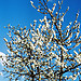 Spring arrives