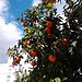 sunny fruits