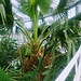 The Botanical Garden Copenhagen