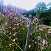 The Botanical Garden Copenhagen