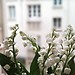 The Firts of May - La Fête du Muguet