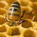 The number of ways of Manuka honey is used?