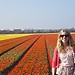 The spring highlight on the Dutch coast: colourful flowers field