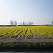 The spring highlight on the Dutch coast: colourful flowers field