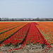 Dutch flower fields