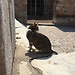 Touring Turkey (Part 1): Izmir, Ephesus and Selçuk