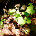 Tropical Forest