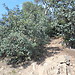 Park Güell