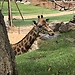 Un giorno al Bioparc di Valencia