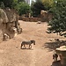 Un giorno al Bioparc di Valencia
