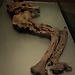 National Museum of Ireland - Archeology