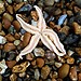 Una estrella de mar en Southsea