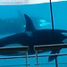 Marineland