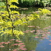 Une balade à Giverny : La maison de Monet