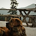 Urodziny, Piatra Craiului#2, Black Salami, Ass-sliding#2