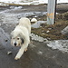 Urodziny, Piatra Craiului#2, Black Salami, Ass-sliding#2