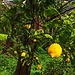 Variety of lemons in Campania