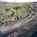 Jardín de cactus