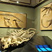 Visiting the Museum of Natural History Vienna (pt1)
