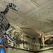 Visiting the Museum of Natural History Vienna (pt1)
