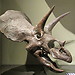 Visiting the Museum of Natural History Vienna (pt1)
